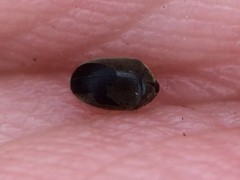 Bostrichoidea