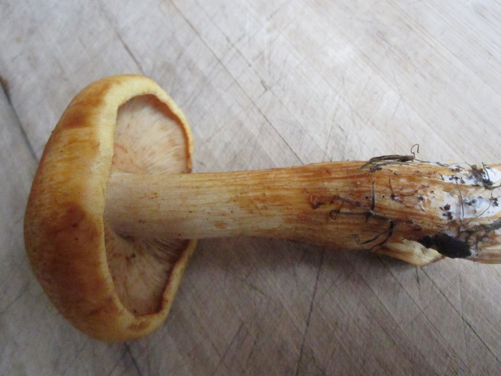 Gymnopilus sapineus image
