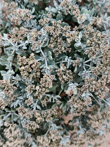 Polycarpaea nivea, photograph 6