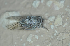 Platypleura arabica