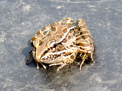 Lithobates magnaocularis