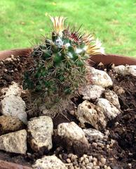 Mammillaria voburnensis