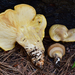 Cantharocybe gruberi - Photo (c) Christian Schwarz, some rights reserved (CC BY-NC), uploaded by Christian Schwarz
