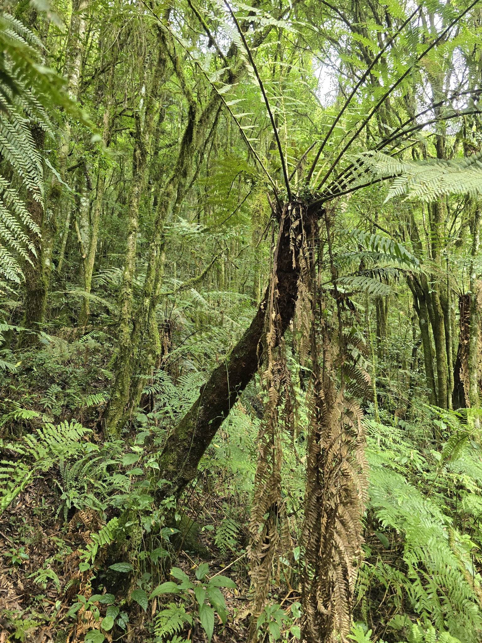 Imperial Samambaiaçu (Dicksonia sellowiana)