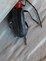 Ditemnus perforatus