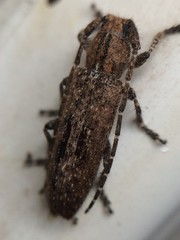 Ataxia crypta