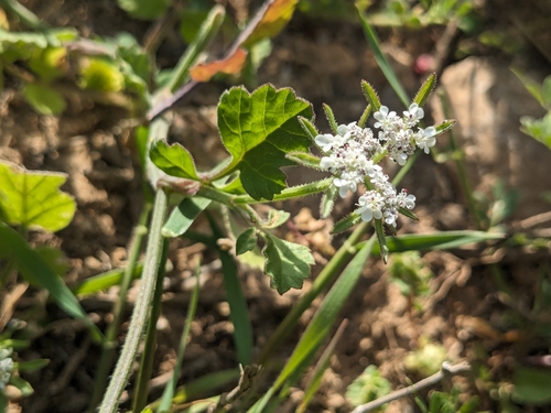 Tordylium syriacum, photograph 1