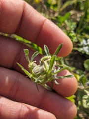 Tordylium syriacum, photograph Marios Thoma, CC BY, iNaturalist via GBIF
