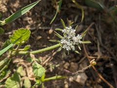 Tordylium syriacum, photograph Marios Thoma, CC BY, iNaturalist via GBIF