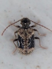 Ptinus texanus