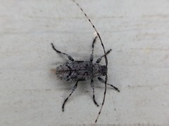 Sternidius mimeticus