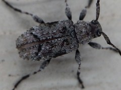 Sternidius mimeticus