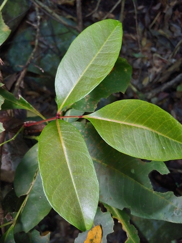 Pilocarpus racemosus