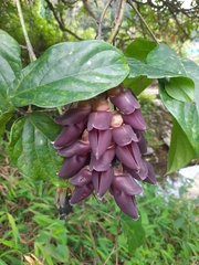 Mucuna championii