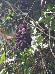 Mucuna championii
