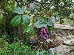 Mucuna championii