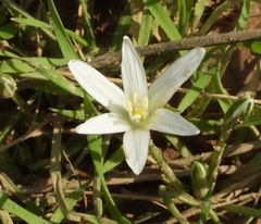 Ornithogalum pedicellare