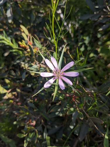 Slender Salsify (Geropogon hybridus)