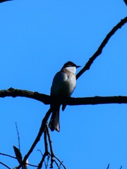 Pycnonotus xanthorrhous