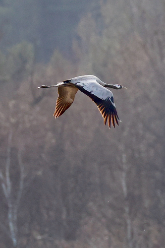 Common Crane