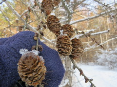 Larix kaempferi