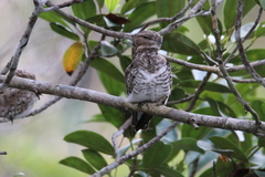 Chordeiles rupestris