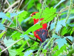 Carpodacus sipahi