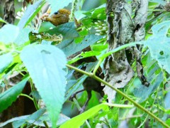 Carpodacus sipahi