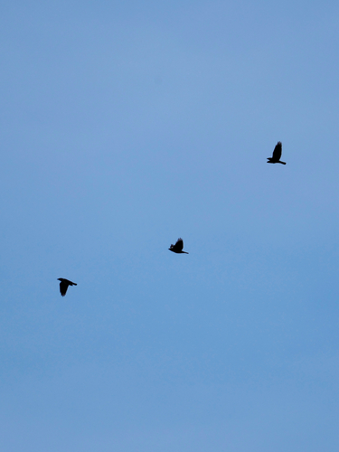 Hooded Crow