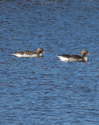 Greylag Goose