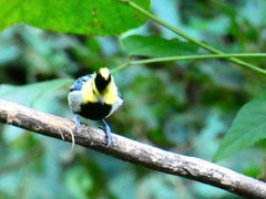 Machlolophus spilonotus