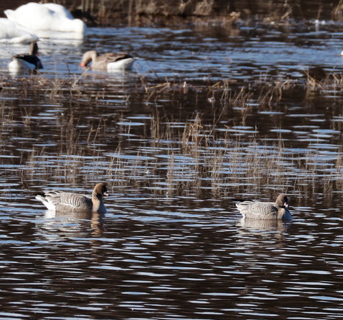 Pink-footed Goose