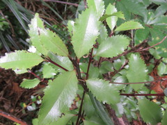 Ascarina lucida lucida