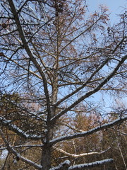 Larix kaempferi
