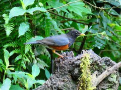 Turdus dissimilis