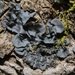 Leptogium cyanescens - Photo (c) b_coulter, algunos derechos reservados (CC BY-NC), subido por b_coulter