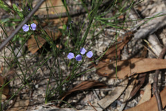 Comesperma defoliatum