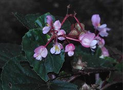 Begonia cucullata
