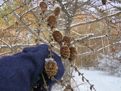 Larix kaempferi