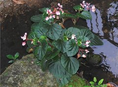 Begonia cucullata