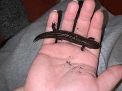 Desmognathus brimleyorum