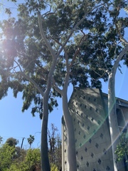 Melaleuca leucadendra