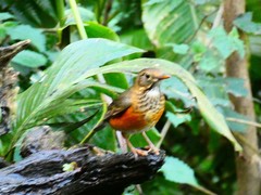 Turdus dissimilis