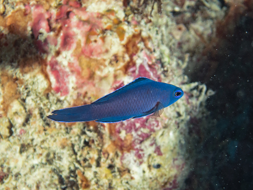 Blue assessor (Assessor macneilli) — Plesiopidae — 4