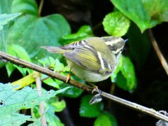 Phylloscopus forresti