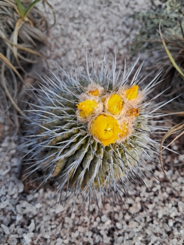 Uebelmannia gummifera ssp. meninensis