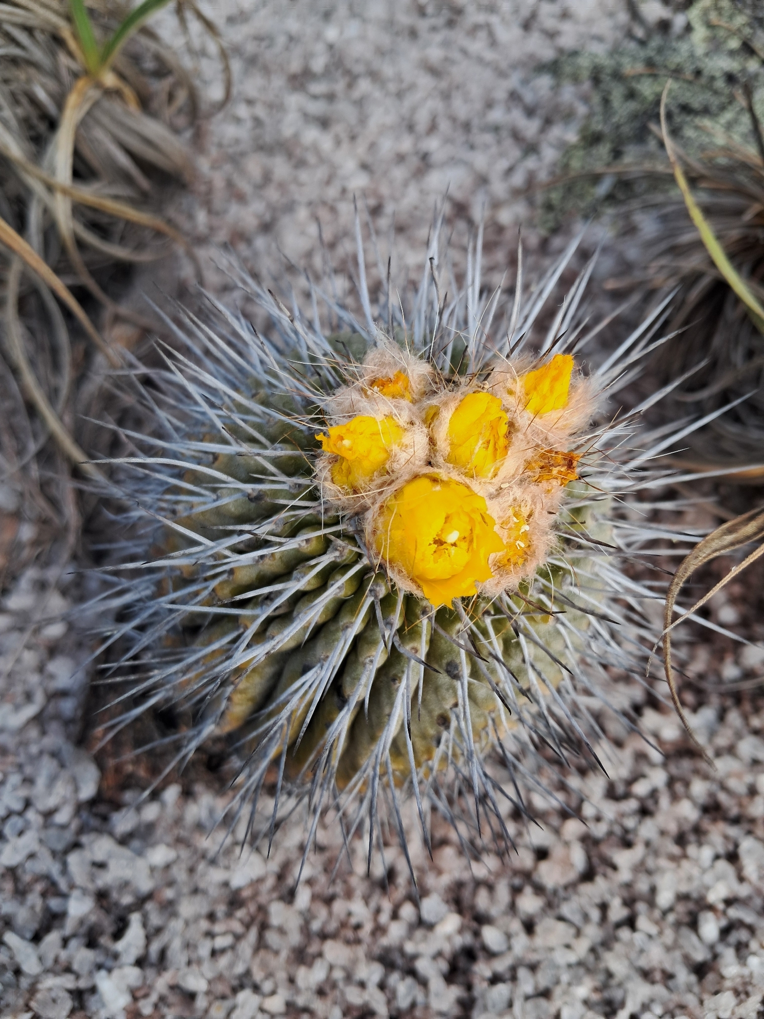 Uebelmannia gummifera ssp. meninensis