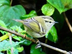 Phylloscopus forresti