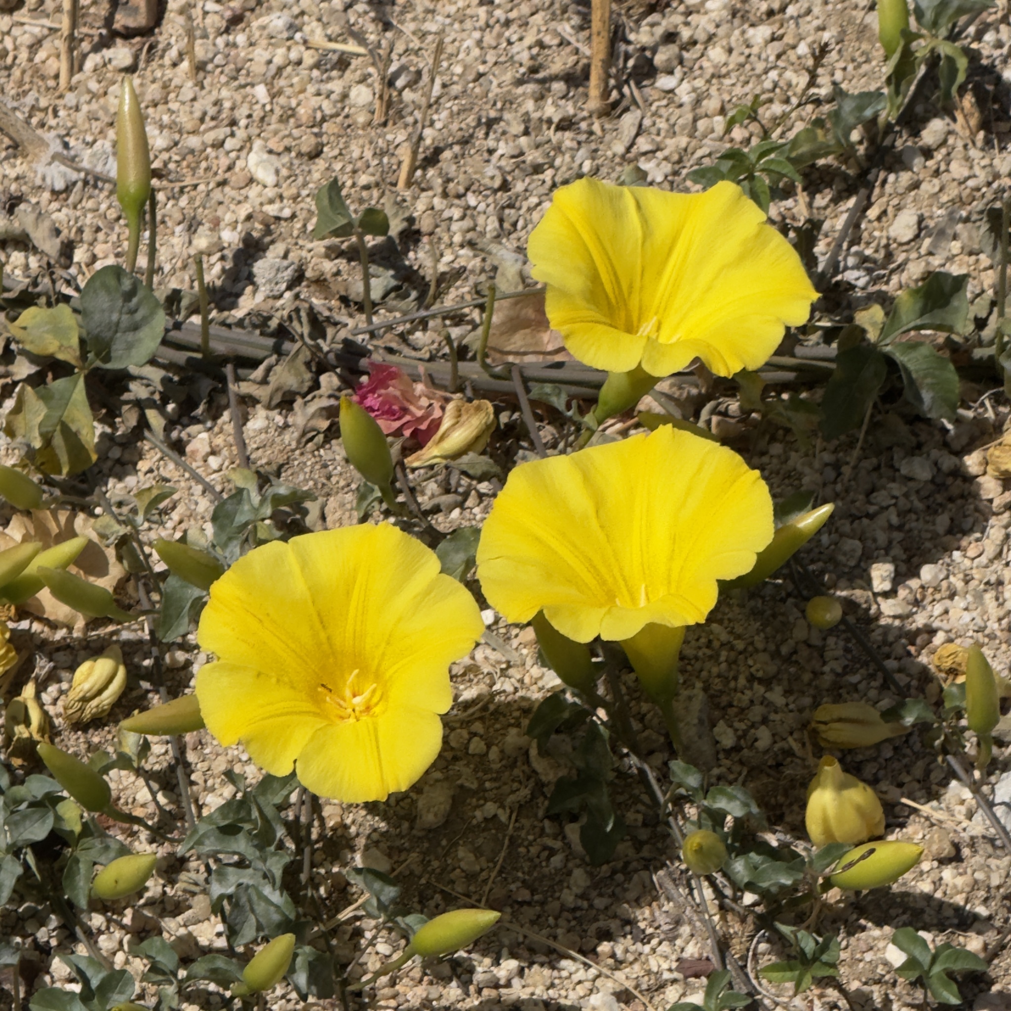 Yellow Morning Glory (Distimake aureus)
