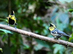 Machlolophus spilonotus